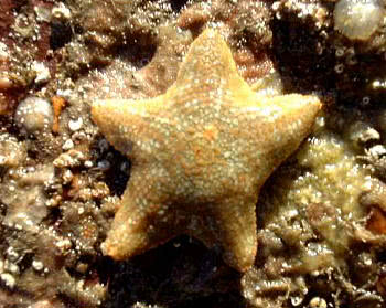 Asterina phylactica